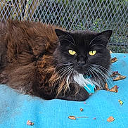 Nepeta is registered to the contest to win money with this photo: cat, fluffy, yellow_eyes, outdoor, blue_cushion, leaves, petals, fence, metal_mesh, relaxed, animal, whiskers, collar, nature, garden, resting, fur, closeup, daylight, seat
