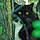 Nepeta