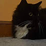 cat, black_cat, white_fur, yellow_eyes, whiskers, carpet, indoor, pet, feline, animal, resting, fluffy, close_up, dim_light, wooden_baseboard, quiet, cozy, mysterious, fur, domestic
