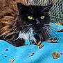 cat, black_cat, white_fur, yellow_eyes, fluffy, lying_down, blue_fabric, leaves, flowers, outdoor, fence, metal_fence, pet, whiskers, collar, nature, greenery, closeup, animal, resting