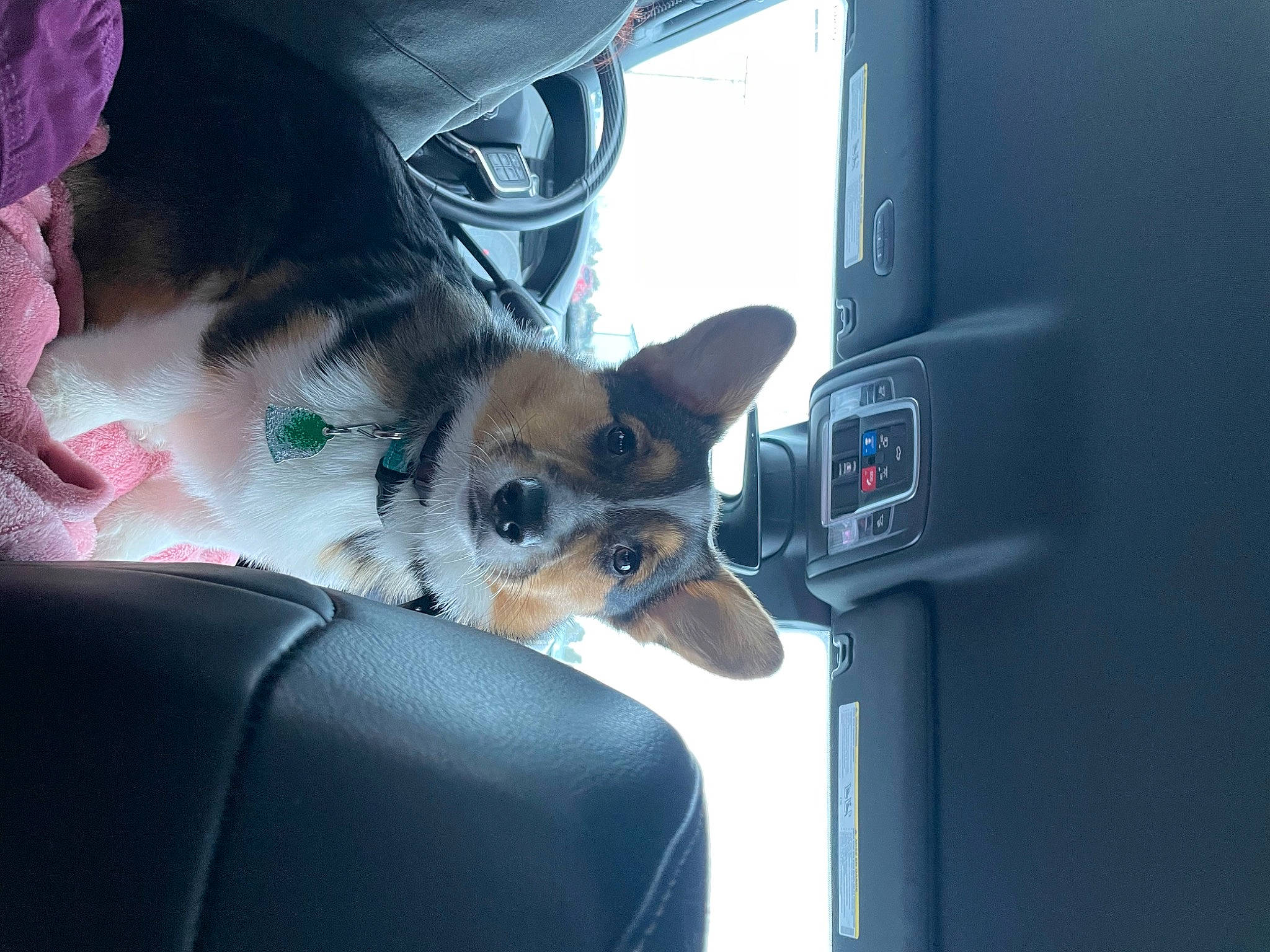 Levi is registered to the contest to win money with this photo: auto_part, car_seat, car_seat_cover, carnivore, chihuahua, comfort, companion_dog, couch, dog, dog_breed, dog_supply, family_car, fawn, fur, head_restraint, human_leg, toy_dog, vehicle, vehicle_door, whiskers