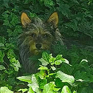 Scruffy joined the competition — help win amazing prizes! animal, bushes, camouflage, curious, dog, ears, face, foliage, greenery, hidden, ivy, leaves, nature, outdoor, pet, plants, scruffy, shade, small_dog, sunlight