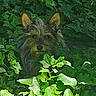 animal, bushes, camouflage, curious, dog, ears, face, foliage, greenery, hidden, ivy, leaves, nature, outdoor, pet, plants, scruffy, shade, small_dog, sunlight