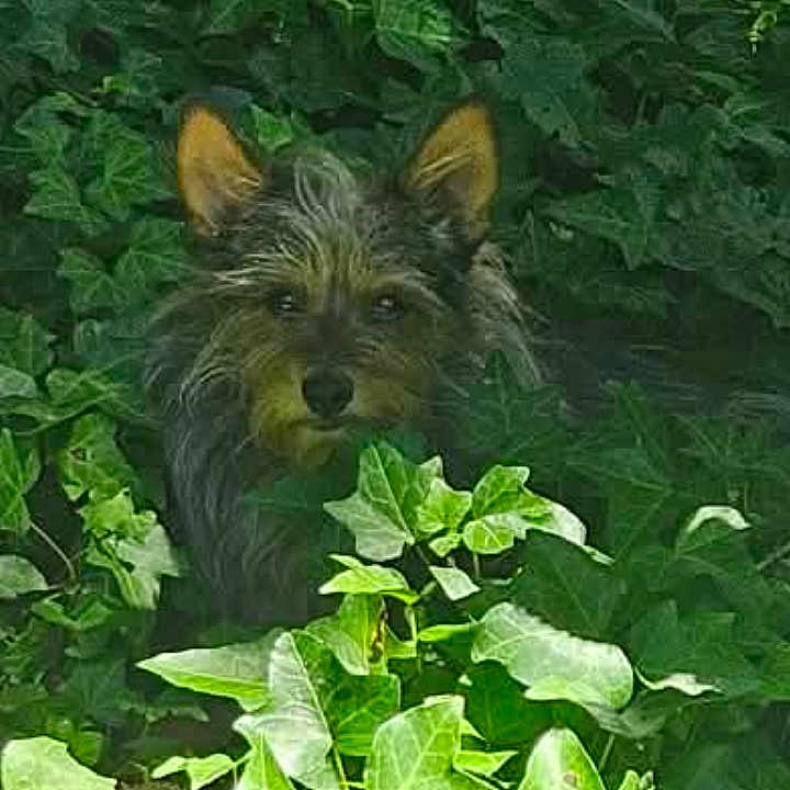 Scruffy