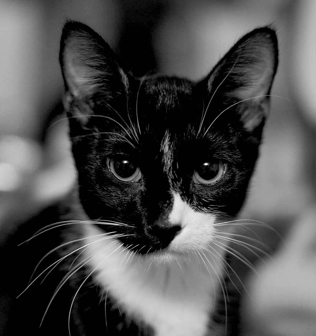 Larry joined the competition — help win amazing prizes! carnivore, cat, darkness, domestic_short_haired_cat, eye, felidae, fur, hair, head, human_body, monochrome, monochrome_photography, small_to_medium_sized_cats, snout, stock_photography, terrestrial_animal, whiskers, wildlife, window