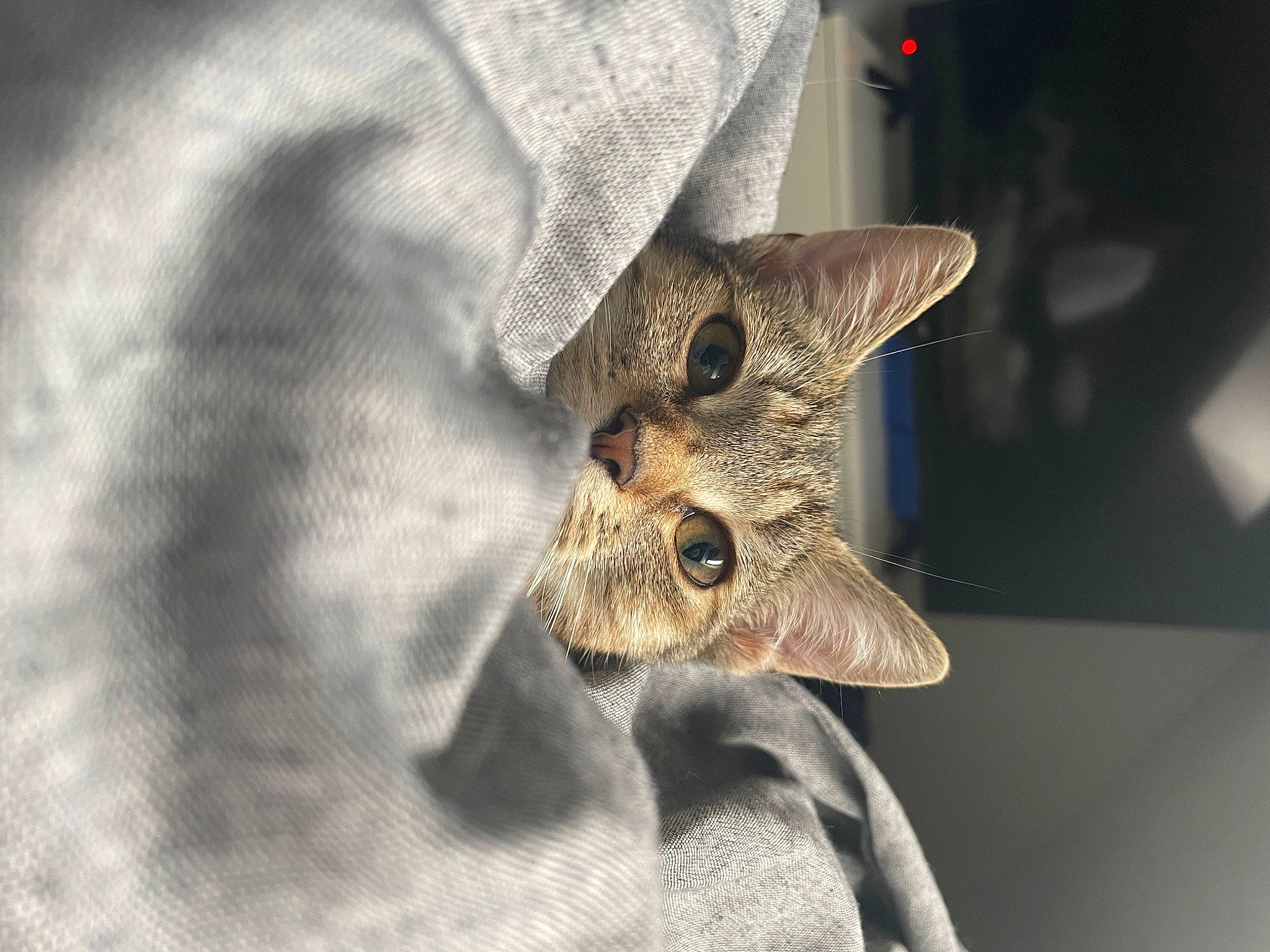 Lilith a rejoint le concours — aidez-le/la à gagner de superbes lots ! carnivore, cat, claw, domestic_short_haired_cat, eye, felidae, fur, macro_photography, metal, mouse_eared_bat, small_to_medium_sized_cats, terrestrial_animal, whiskers, wildlife