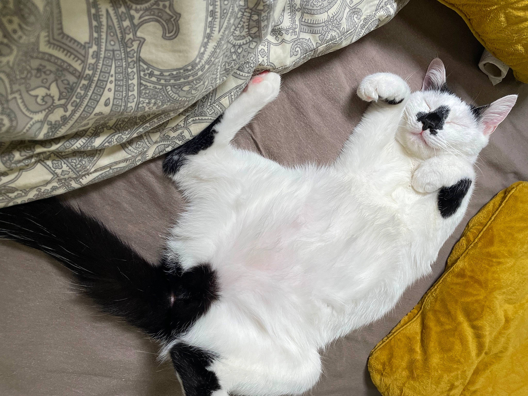 Nova a rejoint le concours — aidez-le/la à gagner de superbes lots ! canidae, carnivore, cat, claw, comfort, companion_dog, couch, dog_breed, domestic_short_haired_cat, fawn, felidae, foot, fur, linens, pattern, paw, sleeve, small_to_medium_sized_cats, tail, whiskers