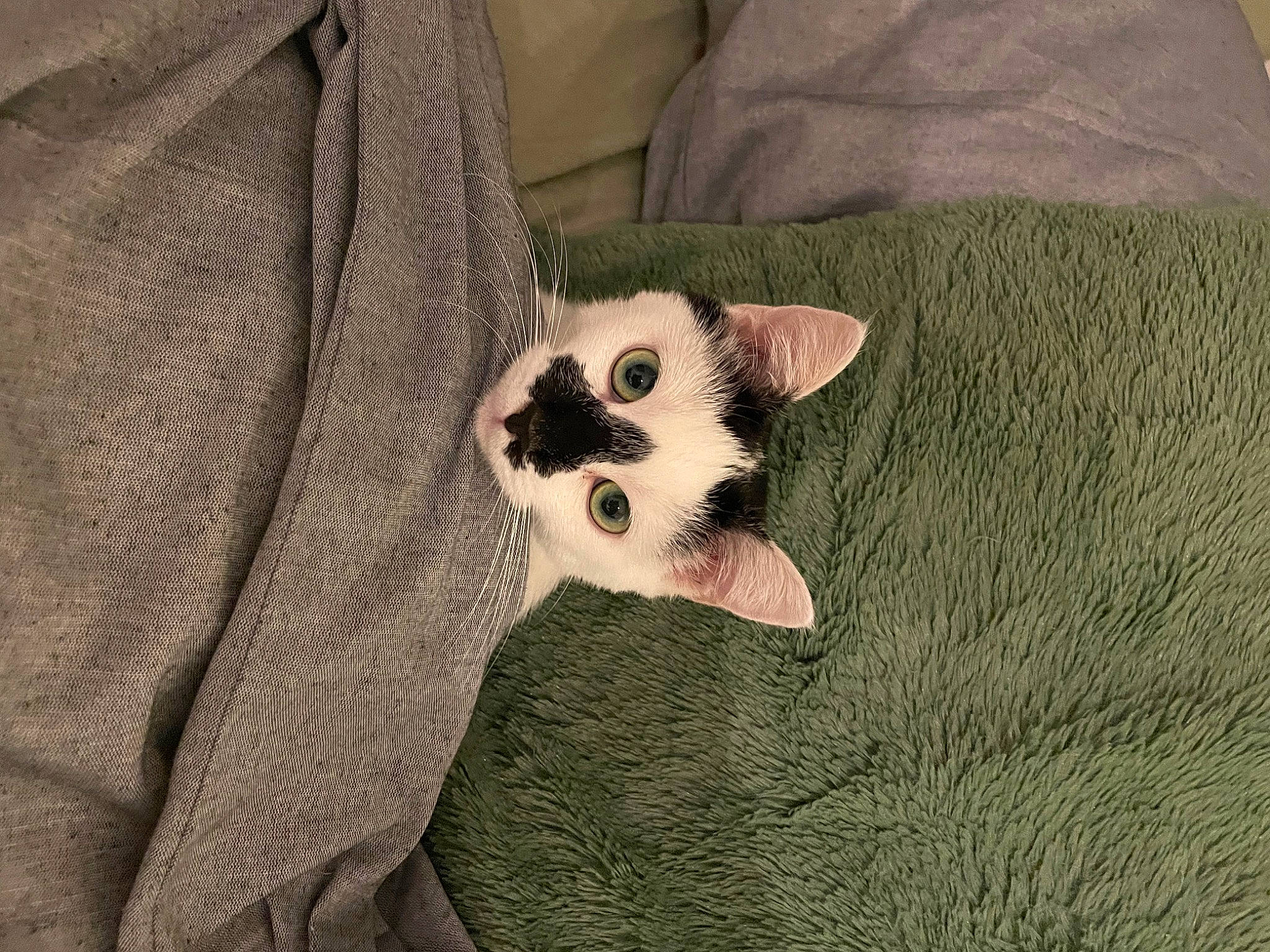 Nova a rejoint le concours — aidez-le/la à gagner de superbes lots ! canidae, carnivore, cat, claw, comfort, dog_breed, domestic_short_haired_cat, eye, fawn, felidae, fur, head, linens, paw, small_to_medium_sized_cats, snout, tail, terrestrial_animal, whiskers, wood