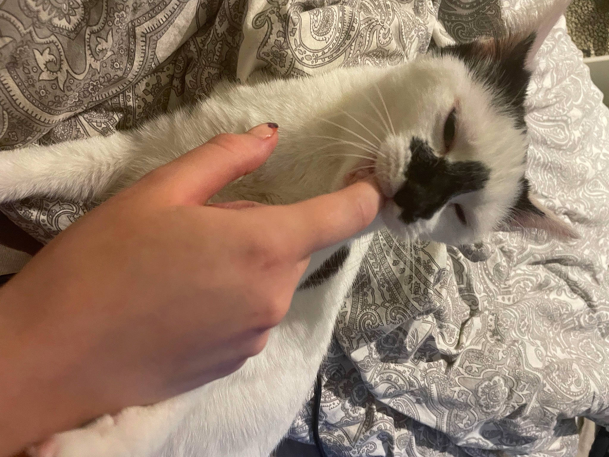 Nova a rejoint le concours — aidez-le/la à gagner de superbes lots ! balinese, birman, canidae, carnivore, cat, claw, comfort, dog_breed, domestic_short_haired_cat, fawn, felidae, fur, linens, paw, ragdoll, siamese, small_to_medium_sized_cats, tail, thai, whiskers