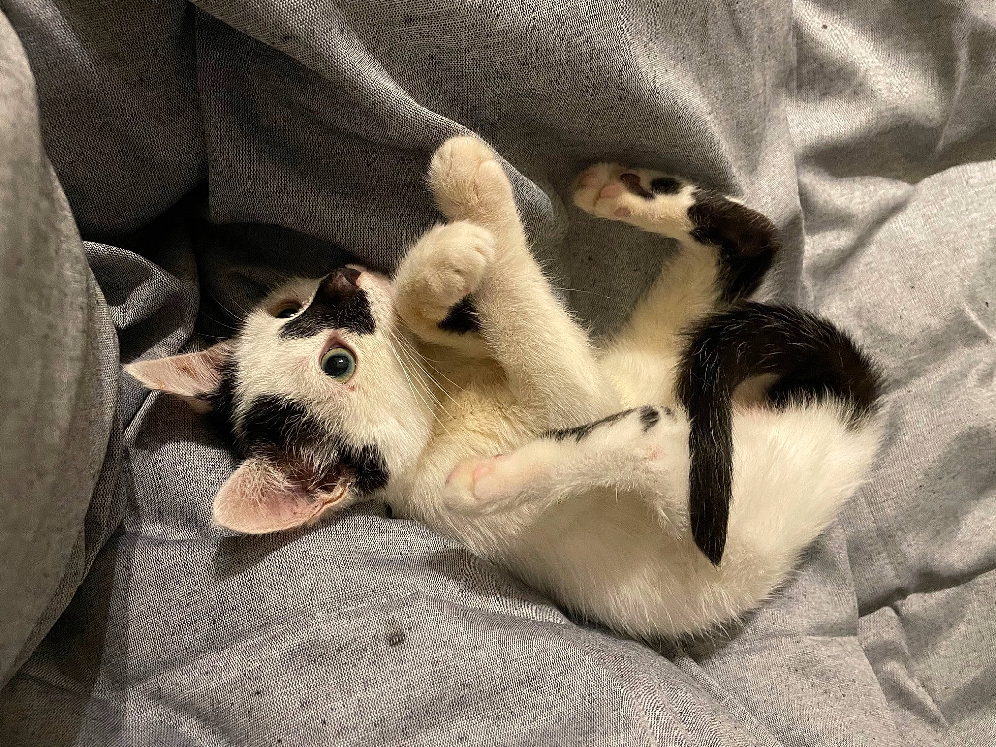 Nova a rejoint le concours — aidez-le/la à gagner de superbes lots ! canidae, carnivore, claw, comfort, companion_dog, dog, dog_breed, domestic_short_haired_cat, fawn, felidae, fur, linens, mammal, nap, paw, small_to_medium_sized_cats, sporting_group, tail, vertebrate, whiskers