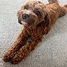 Coco joined the competition — help win amazing prizes! dog, brown, curly_fur, carpet, pet, cute, lying_down, indoor, animal, canine, fluffy, portrait, looking_up, paw, snout, ears, tail, fur, domestic_animal, companion