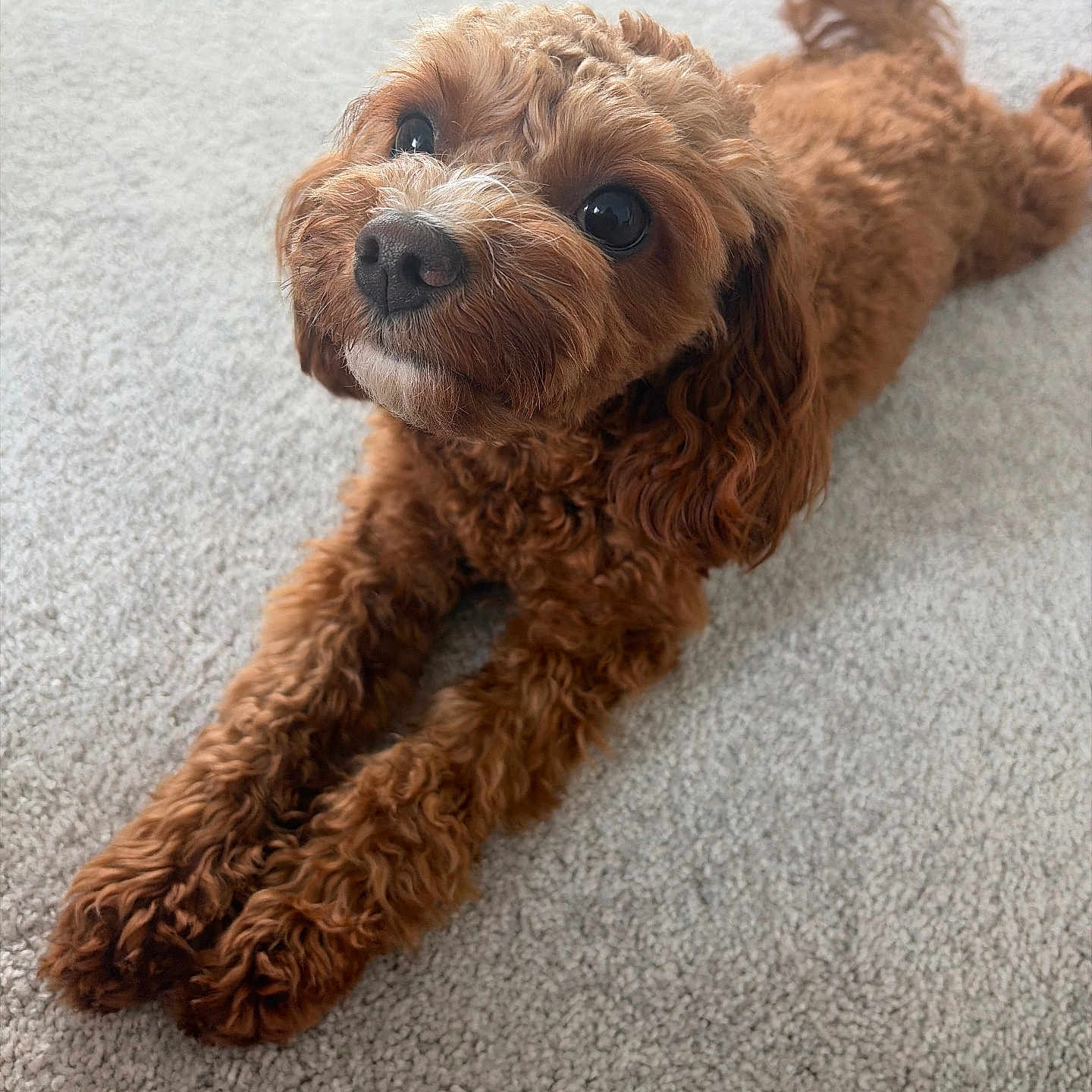 Coco
