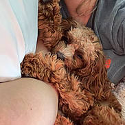 Coco is registered to the contest to win money with this photo: dog, pet, curly_fur, sleepy, snuggling, arm, person, casual_clothing, grey_shirt, closeup, indoor, relaxing, cute, fluffy, brown, cozy, companion, animal, resting, soft