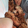 dog, pet, curly_fur, sleepy, snuggling, arm, person, casual_clothing, grey_shirt, closeup, indoor, relaxing, cute, fluffy, brown, cozy, companion, animal, resting, soft