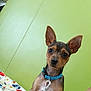 Nico is registered to the contest to win money with this photo: dog, puppy, collar, leash, ears, pet, animal, cute, brown, black, small_dog, indoor, blanket, colorful, green_background, closeup, looking, sitting, canine, fur