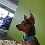 Nico is registered to the contest to win money with this photo: dog, pet, collar, blanket, indoor, green_wall, alert, ears, leash, fur, side_profile, small_dog, domestic_animal, canine, resting, colorful, fabric, door, exit_sign, bag