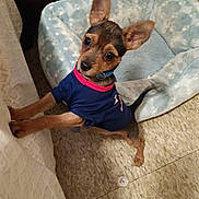 Nico joined the competition — help win amazing prizes! dog, puppy, small_dog, blue_shirt, pet_bed, indoor, curtain, floor, ears, eyes, wooden_drawer, collar, tail, clothing, animal, pet, cute, furniture, tile_floor, standing
