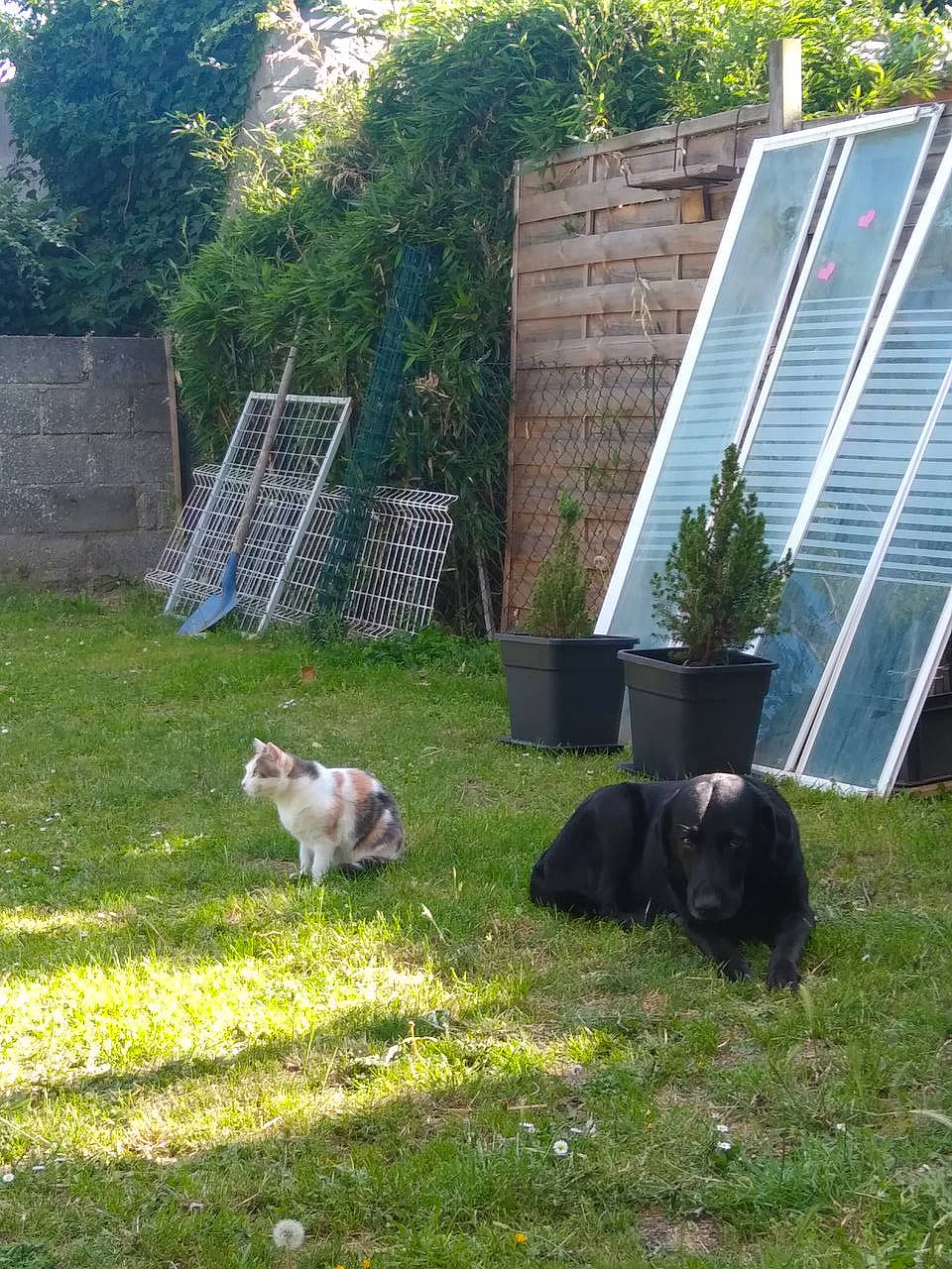 Calais a rejoint le concours — aidez-le/la à gagner de superbes lots ! canidae, carnivore, companion_dog, dog, dog_breed, garden, grass, grass_family, groundcover, home, home_fencing, landscaping, lawn, plant, shrub, siding, sporting_group, tail, tints_and_shades, tree