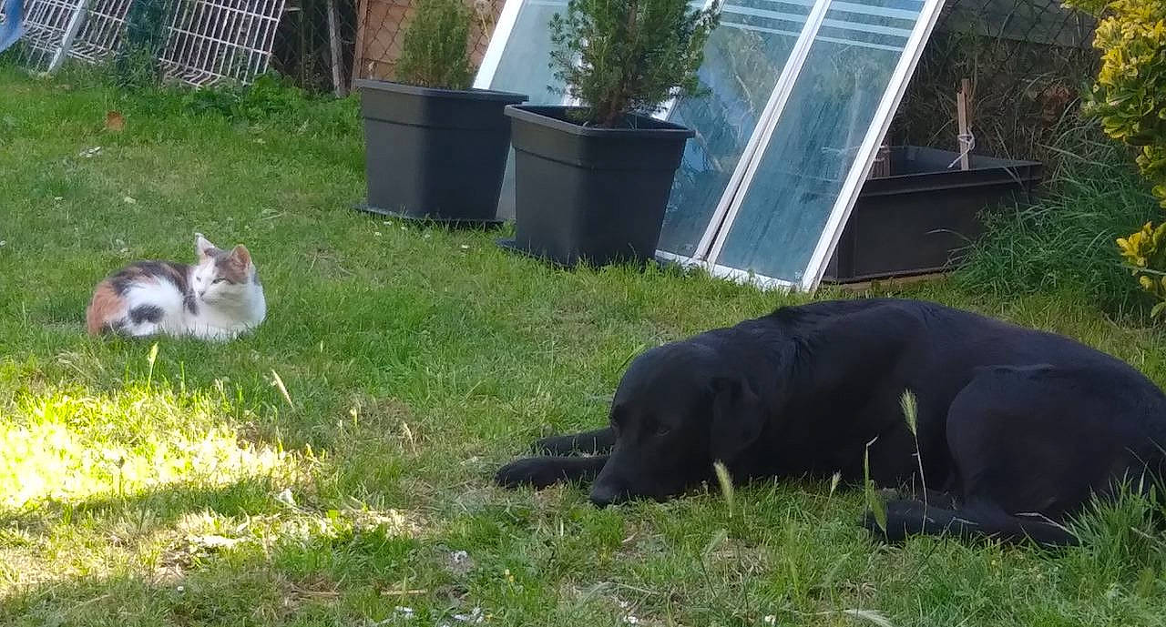 Calais a rejoint le concours — aidez-le/la à gagner de superbes lots ! canidae, carnivore, companion_dog, dog, dog_breed, felidae, garden, grass, groundcover, herbaceous_plant, mammal, plant, rabbit, small_to_medium_sized_cats, sporting_group, tail, terrestrial_animal, waste_container, working_animal, yard