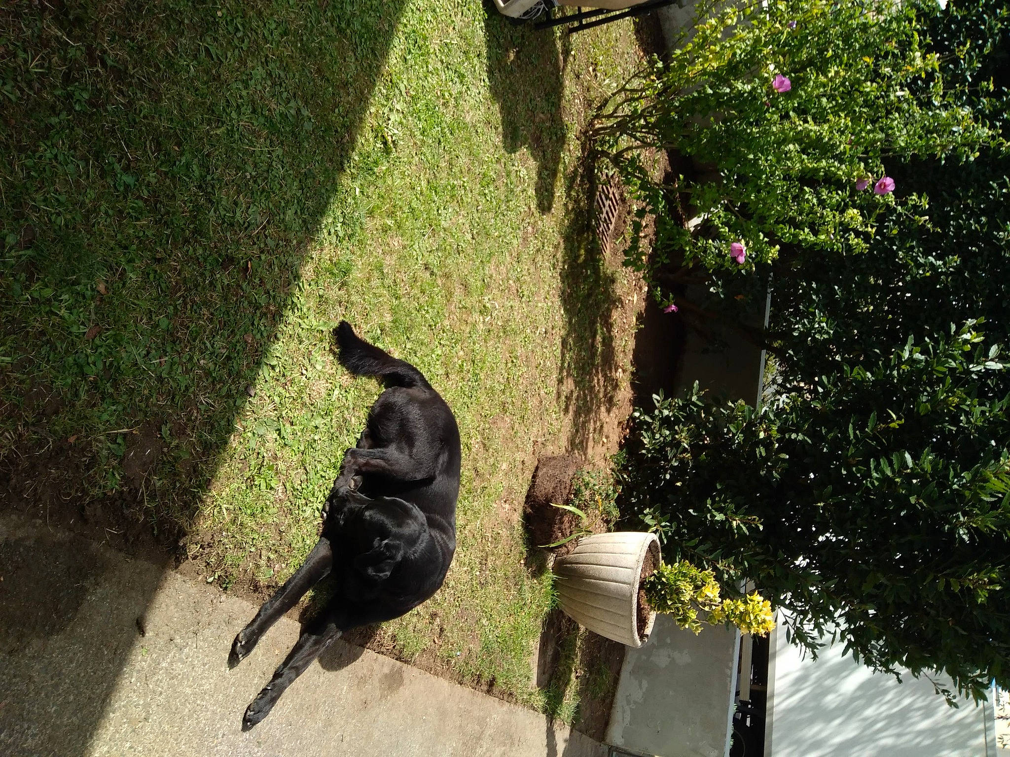 Calais a rejoint le concours — aidez-le/la à gagner de superbes lots ! black_cat, carnivore, crow, crow_like_bird, dog_breed, felidae, grass, guard_dog, plant, raven, shade, shadow, shrub, sitting, small_to_medium_sized_cats, soil, tail, terrestrial_animal, tints_and_shades, tree