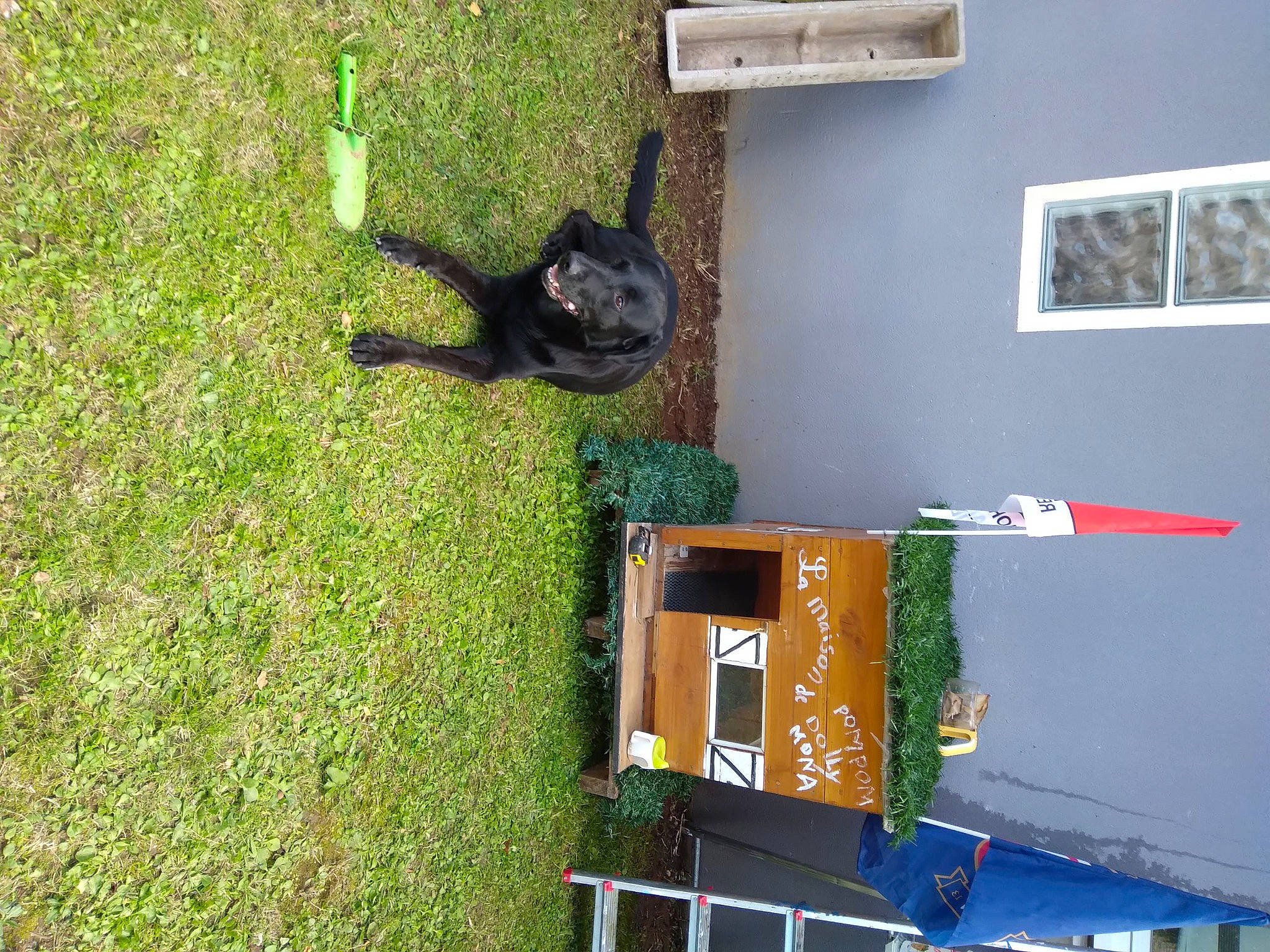 Calais participe au concours pour gagner de l'argent avec cette photo : building, carnivore, dog_breed, grass, groundcover, picture_frame, plant, tail, terrestrial_animal, tree, window, yard