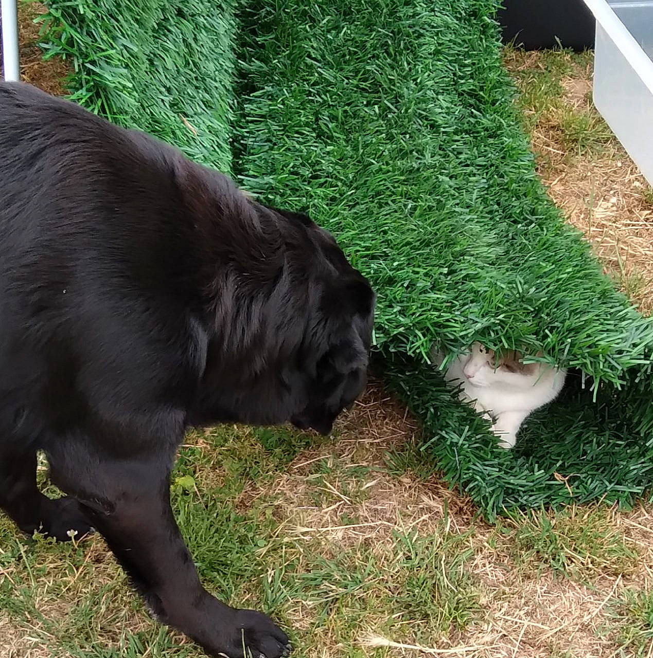 Mona a rejoint le concours — aidez-le/la à gagner de superbes lots ! big_cats, carnivore, companion_dog, dog, dog_breed, fawn, felidae, fur, garden, grass, groundcover, herb, liver, pasture, plant, shrub, sporting_group, tail, terrestrial_animal, working_animal