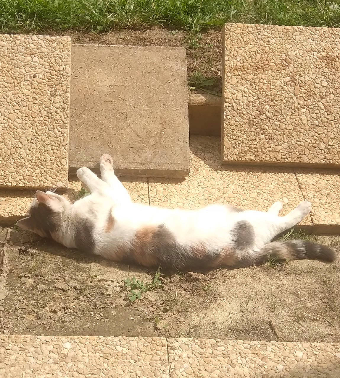 Mona a rejoint le concours — aidez-le/la à gagner de superbes lots ! carnivore, cat, dog_breed, domestic_short_haired_cat, fawn, felidae, flooring, fur, grass, mammal, shadow, small_to_medium_sized_cats, snout, soil, tail, terrestrial_animal, vertebrate, whiskers, window, wood