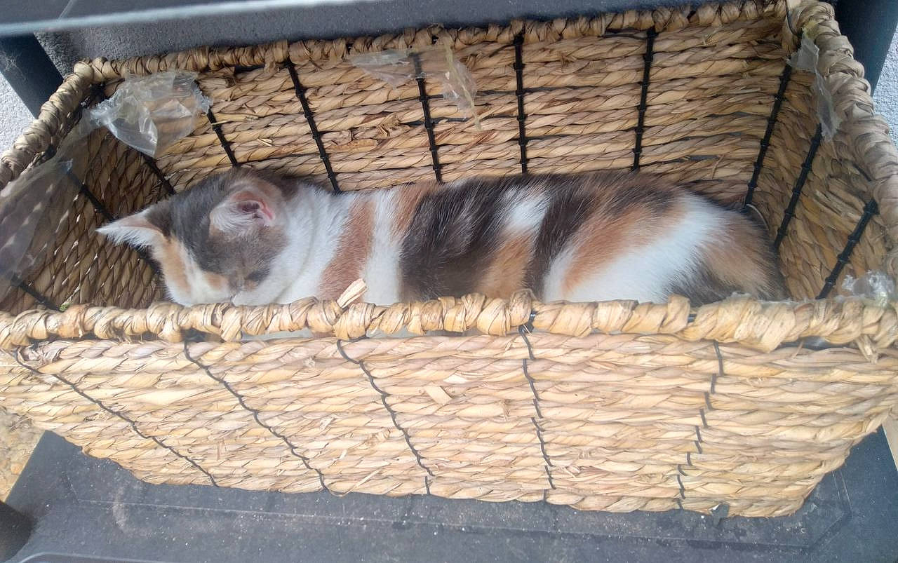 Mona a rejoint le concours — aidez-le/la à gagner de superbes lots ! animal_shelter, basket, cage, carnivore, cat, comfort, domestic_short_haired_cat, fawn, felidae, fence, fur, mesh, small_to_medium_sized_cats, snout, tail, terrestrial_animal, whiskers, wildlife, window, wood