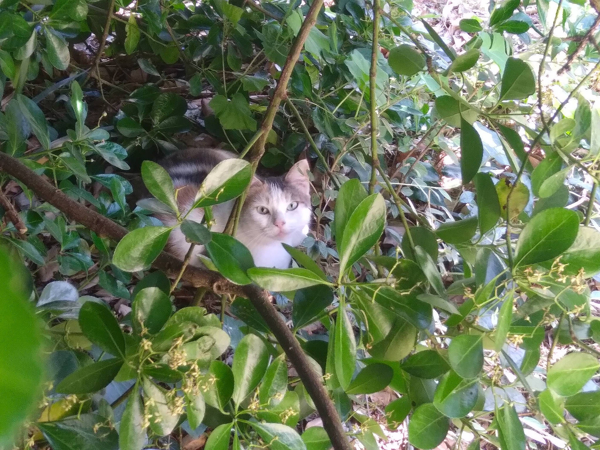 Mona participe au concours pour gagner de l'argent avec cette photo : branch, carnivore, cat, domestic_short_haired_cat, felidae, flowering_plant, grass, groundcover, herb, leaf, plant, plant_stem, small_to_medium_sized_cats, tail, tree, twig, whiskers, wildlife, wood