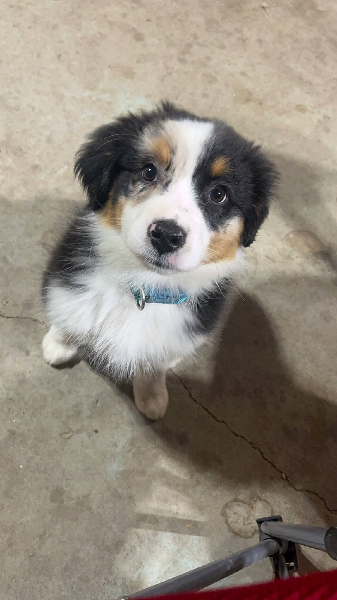 Willow joined the competition — help win amazing prizes! ancient_dog_breeds, australian_collie, australian_shepherd, ball, bernese_mountain_dog, canidae, carnivore, companion_dog, dog, dog_breed, fur, herding_dog, puppy, sporting_group, terrestrial_animal, toy_dog, whiskers, working_animal, working_dog