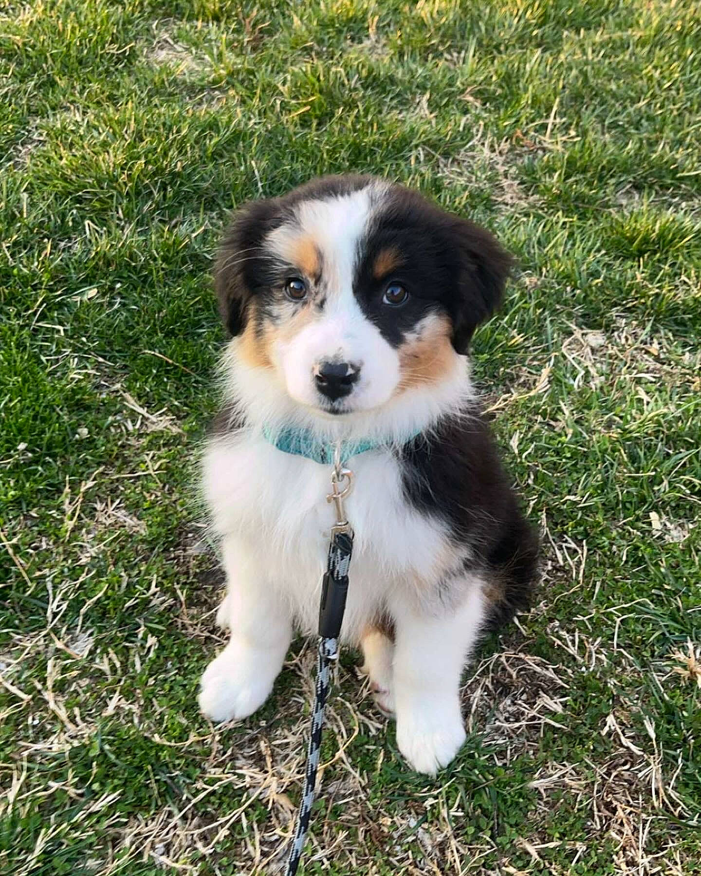 Willow is registered to the contest to win money with this photo: ancient_dog_breeds, beaglier, canidae, carnivore, companion_dog, dog, dog_breed, grass, groundcover, plant, puppy, sporting_group, toy_dog, working_animal, working_dog