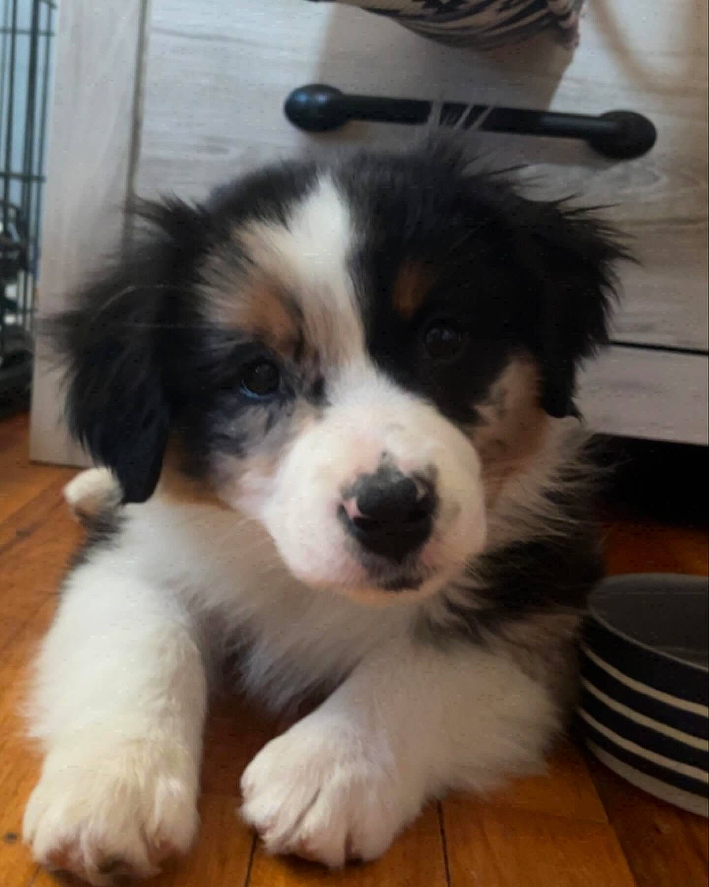 Willow is registered to the contest to win money with this photo: australian_shepherd, canidae, carnivore, companion_dog, dog, dog_breed, fur, hardwood, herding_dog, snout, sporting_group, terrestrial_animal, toy_dog, whiskers, working_animal, working_dog