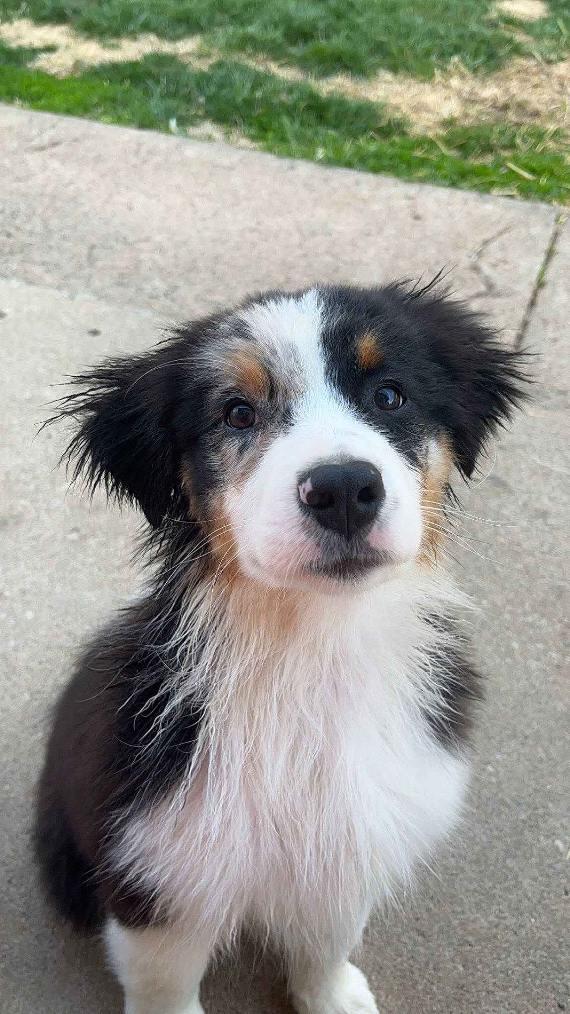 Willow joined the competition — help win amazing prizes! australian_collie, australian_shepherd, border_collie, canidae, carnivore, companion_dog, dog, dog_breed, fur, herding_dog, plant, snout, sporting_group, terrestrial_animal, whiskers, working_animal, working_dog
