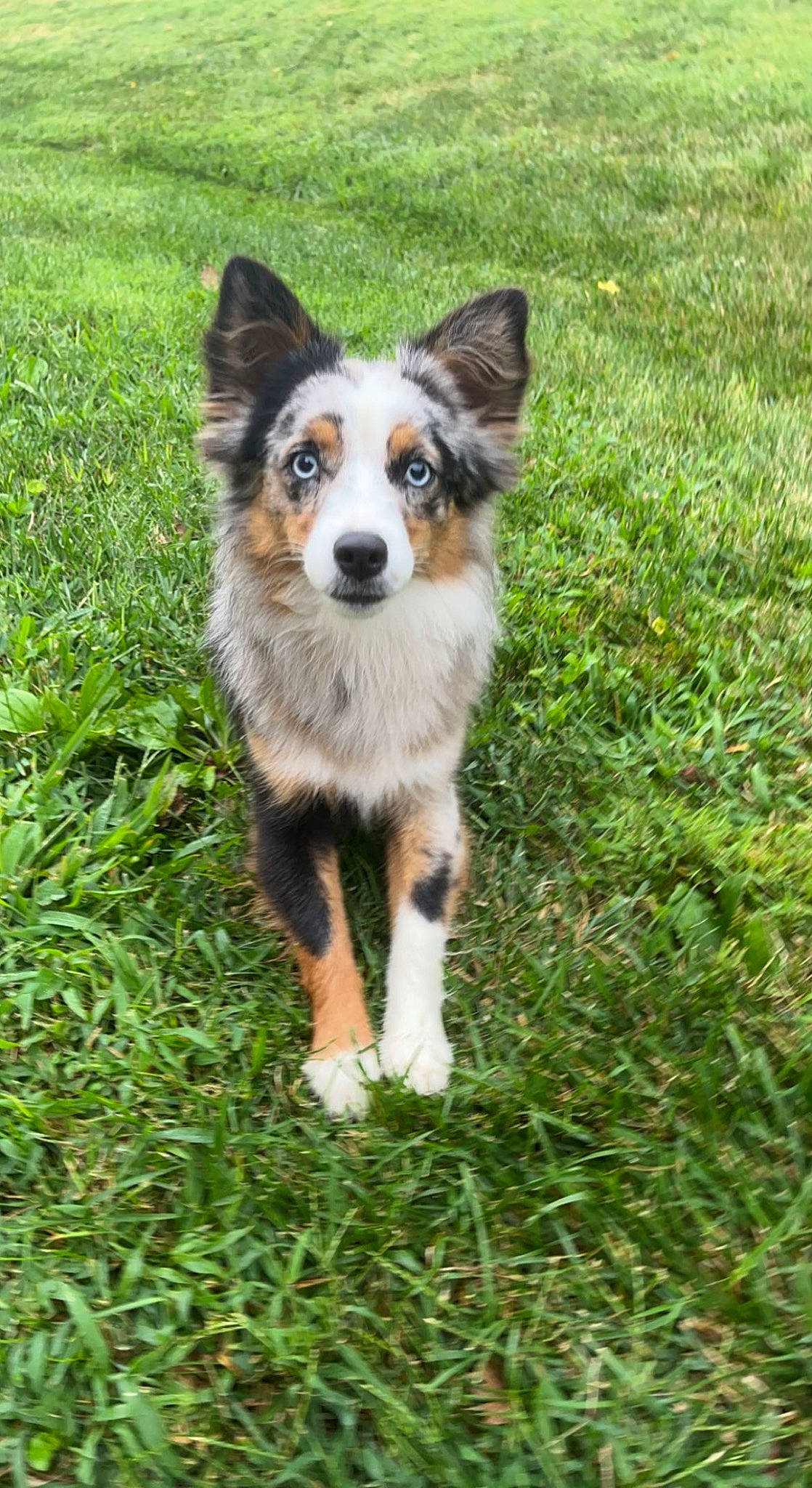 Izzy is registered to the contest to win money with this photo: art, australian_collie, australian_shepherd, canidae, carnivore, companion_dog, dog, dog_breed, grass, grassland, groundcover, herding_dog, plant, snout, sporting_group, terrestrial_animal, whiskers, working_animal, working_dog