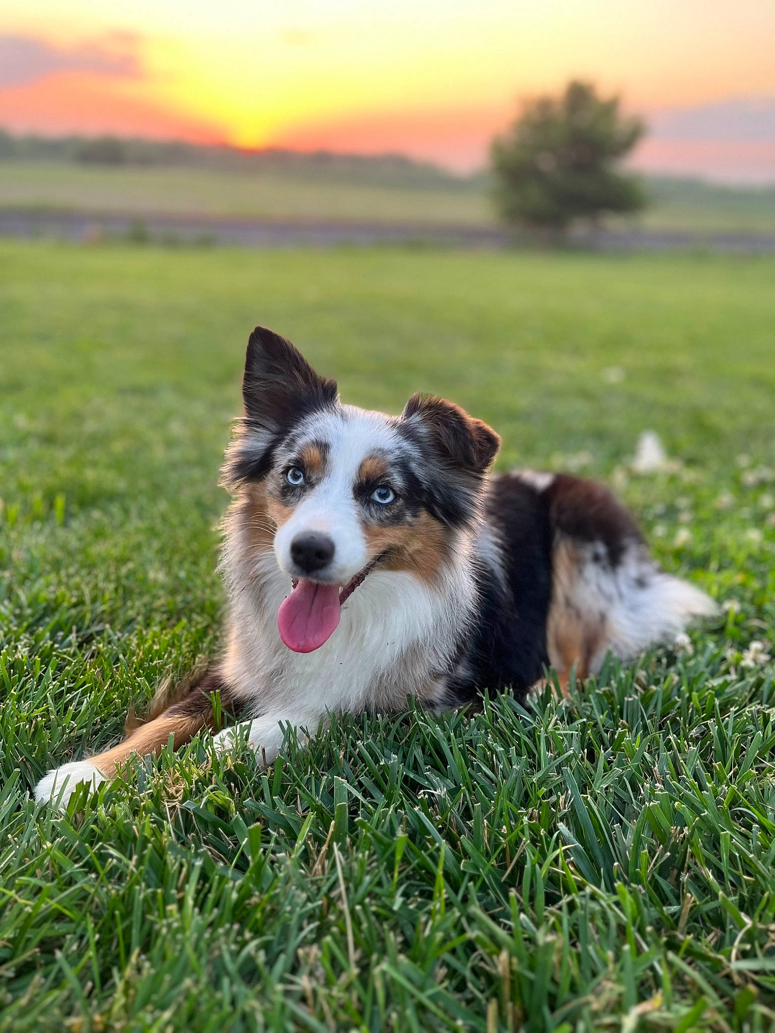 Izzy joined the competition — help win amazing prizes! carnivore, cloud, companion_dog, dog, dog_breed, evening, grass, grassland, horizon, landscape, natural_landscape, plant, sky, snout, sporting_group, sunrise, sunset, terrestrial_animal, tree, working_dog