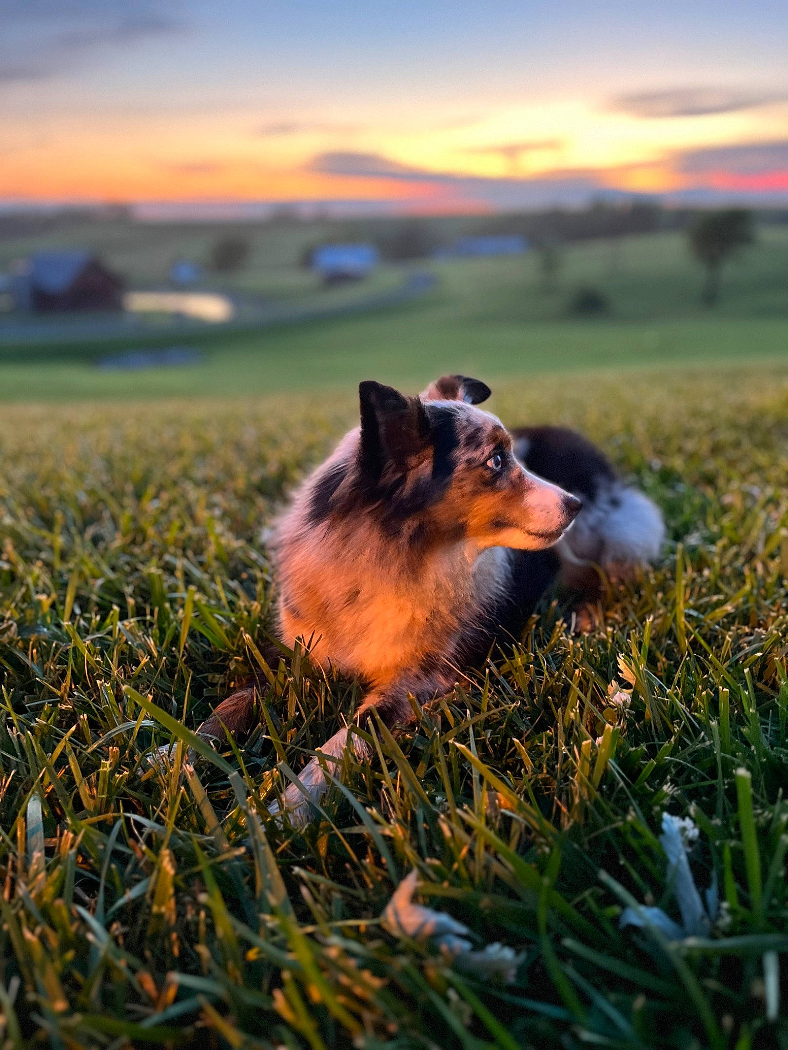 Izzy joined the competition — help win amazing prizes! carnivore, companion_dog, dog, dog_breed, field, grass, grassland, happy, landscape, meadow, morning, natural_landscape, people_in_nature, plant, prairie, sky, sunlight, sunrise, sunset, wilderness