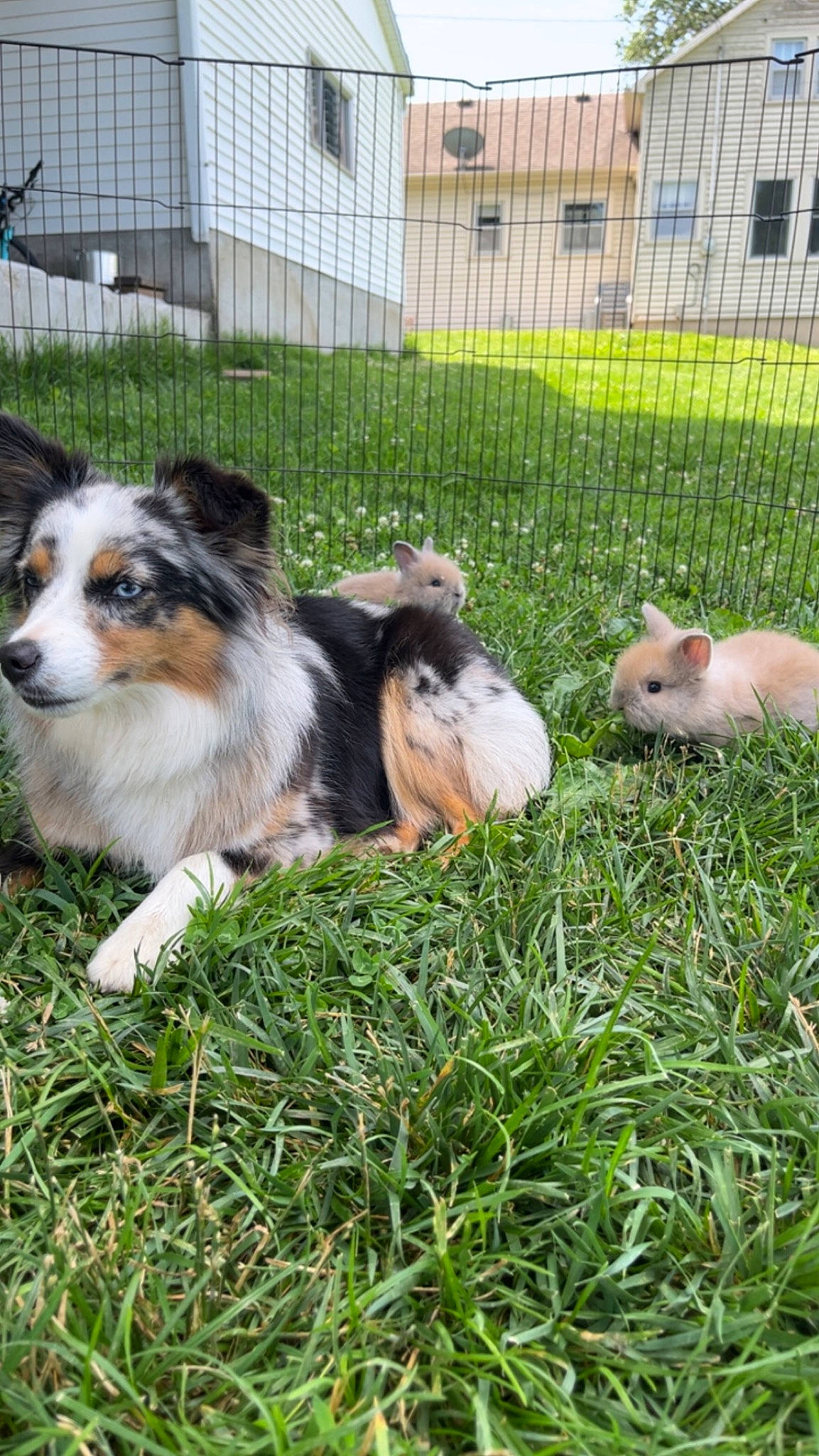 Izzy is registered to the contest to win money with this photo: canidae, carnivore, collie, companion_dog, dog, dog_breed, fence, fur, grass, groundcover, herding_dog, mesh, pasture, plant, rabbit, sporting_group, terrestrial_animal, working_dog, yard
