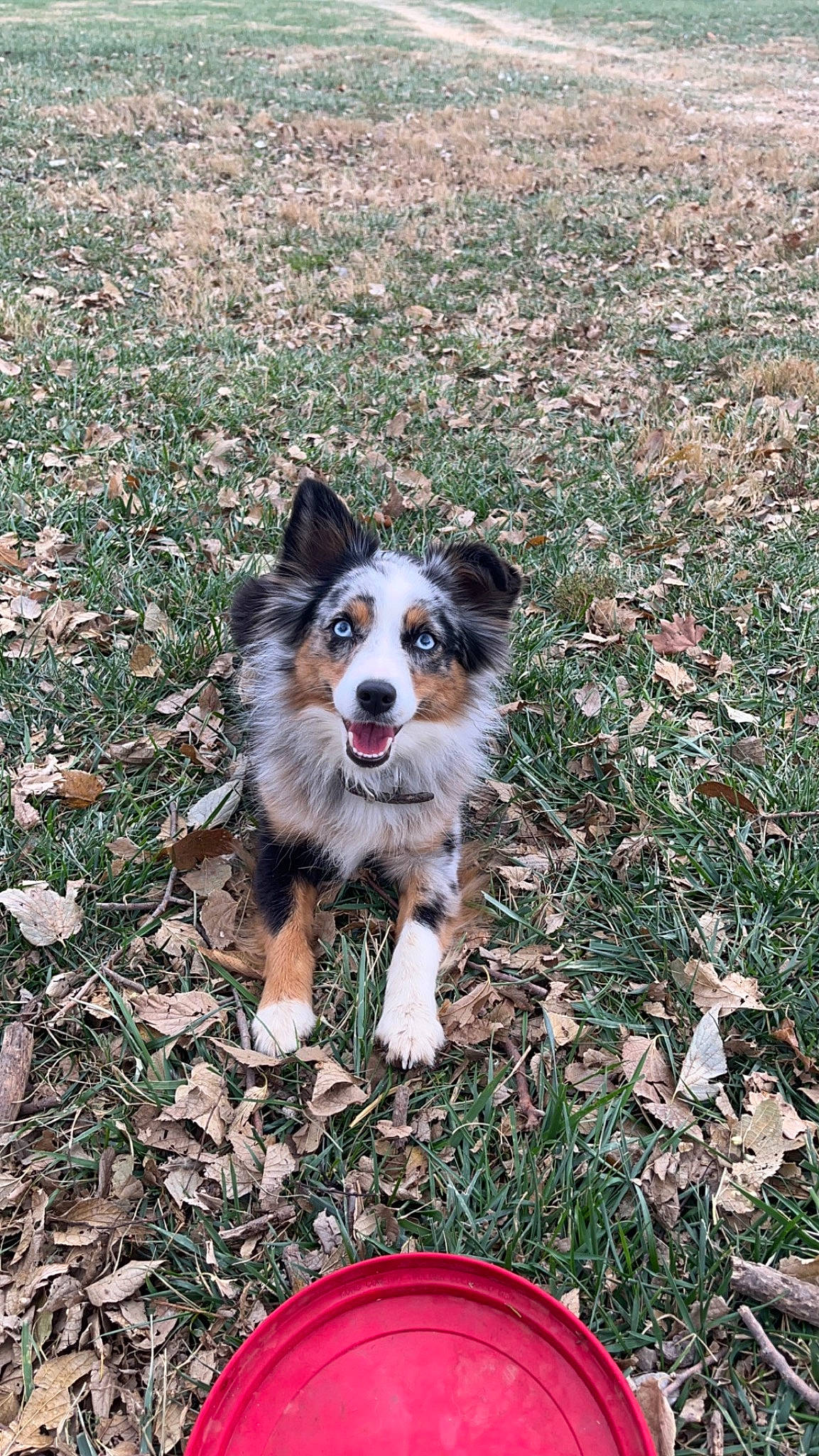 Izzy is registered to the contest to win money with this photo: australian_collie, australian_shepherd, border_collie, canidae, carnivore, companion_dog, dog, dog_breed, grass, herding_dog, plant, snout, sporting_group, tail, terrestrial_animal, whiskers, working_animal, working_dog