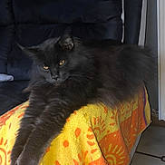 James a rejoint le concours — aidez-le/la à gagner de superbes lots ! black_cat, cat, feline, pet, animal, long_hair, yellow_eyes, stretching, towel, orange_pattern, couch, armrest, indoor, floor_tiles, relaxed, fur, whiskers, domestic_cat, home, resting