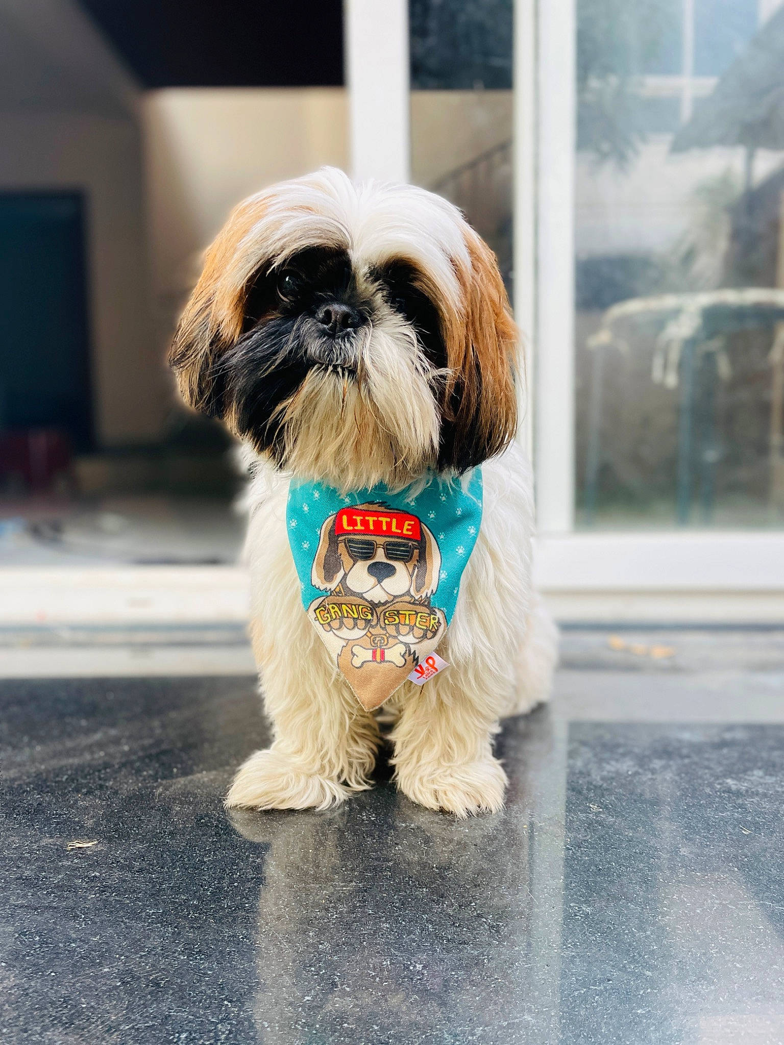 Joey joined the competition — help win amazing prizes! asphalt, canidae, carnivore, collar, companion_dog, dog, dog_breed, dog_collar, dog_supply, fawn, fur, leash, liver, pet_supply, road_surface, shih_tzu, snout, sporting_group, toy_dog, working_animal