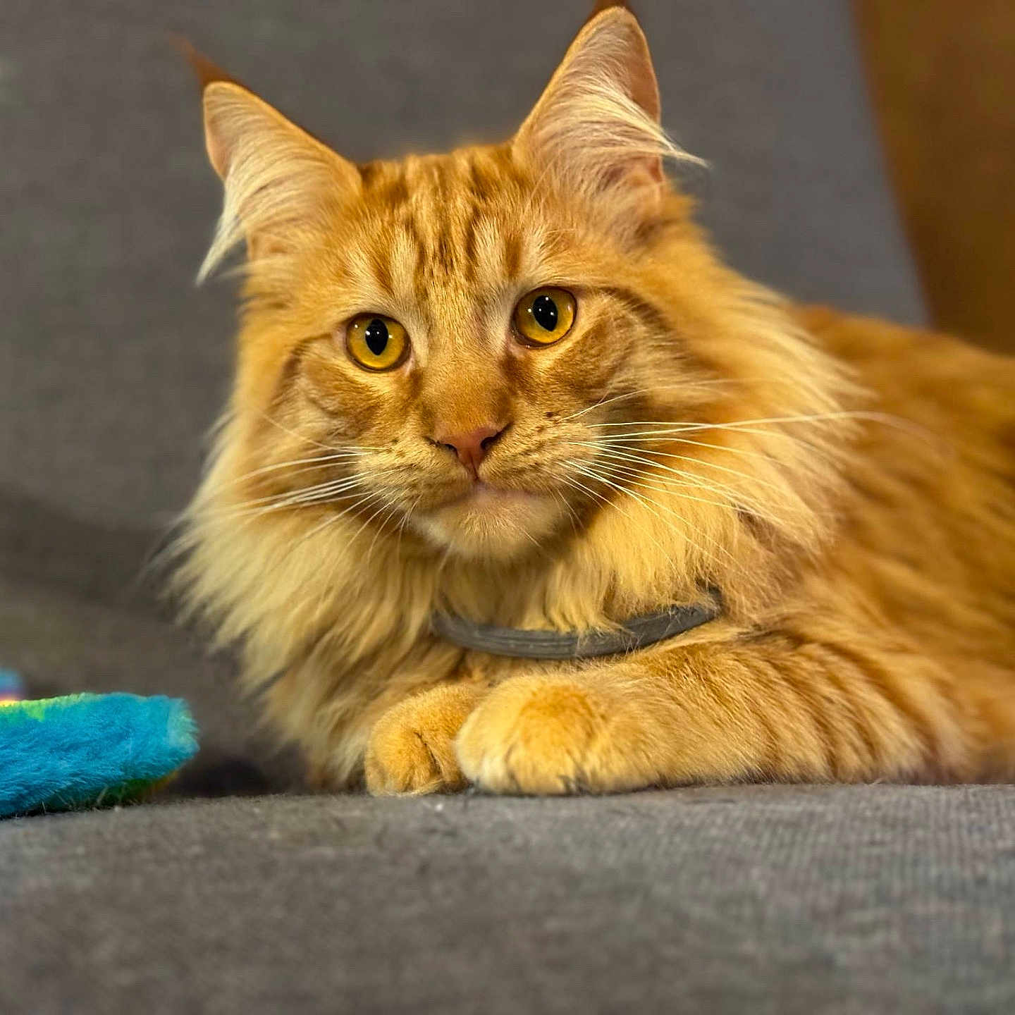 Thor participe au concours pour gagner de l'argent avec cette photo : animal, cat, closeup, colorful, couch, cozy, domestic_cat, ears, feline, fluffy, fur, ginger_cat, golden_eyes, indoor, paws, pet, portrait, relaxed, toy, whiskers