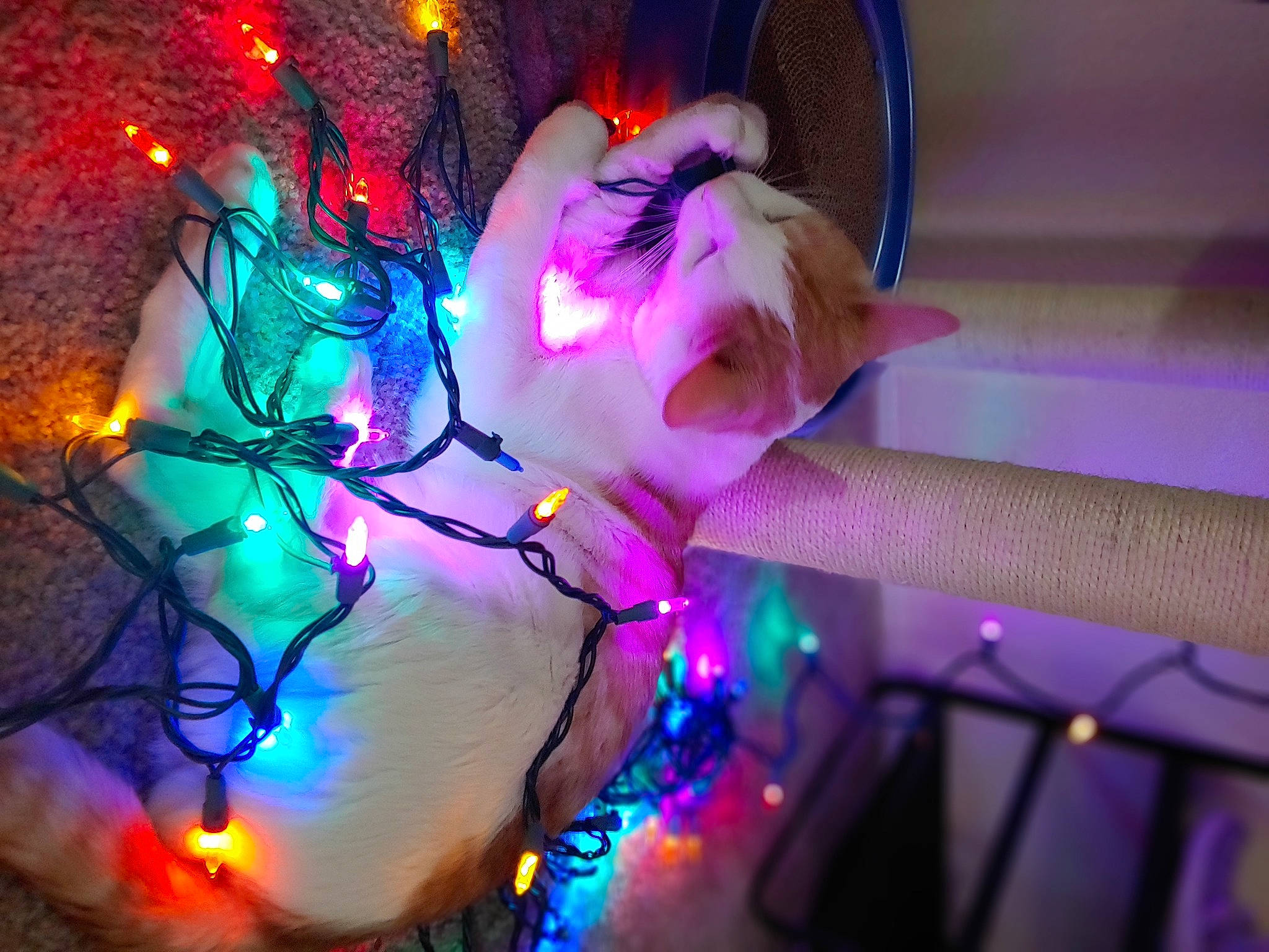 Jasper joined the competition — help win amazing prizes! christmas, christmas_decoration, christmas_lights, festival, fictional_character, holiday, lavender, light, magenta, ornament, pink, purple, violet