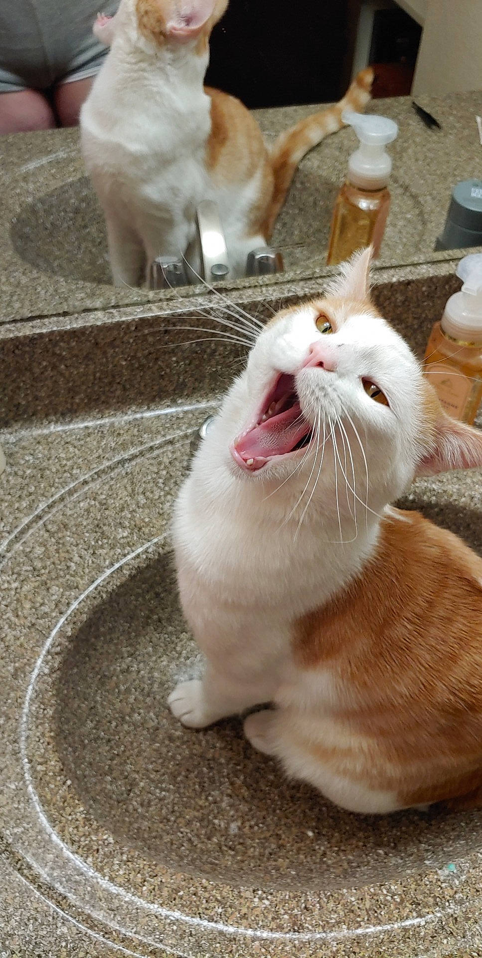 Jasper is registered to the contest to win money with this photo: bottle, carnivore, cat, domestic_short_haired_cat, facial_expression, fang, fawn, felidae, foot, fur, paw, pet_supply, plastic_bottle, small_to_medium_sized_cats, snout, tongue, tooth, vertebrate, whiskers, yawn