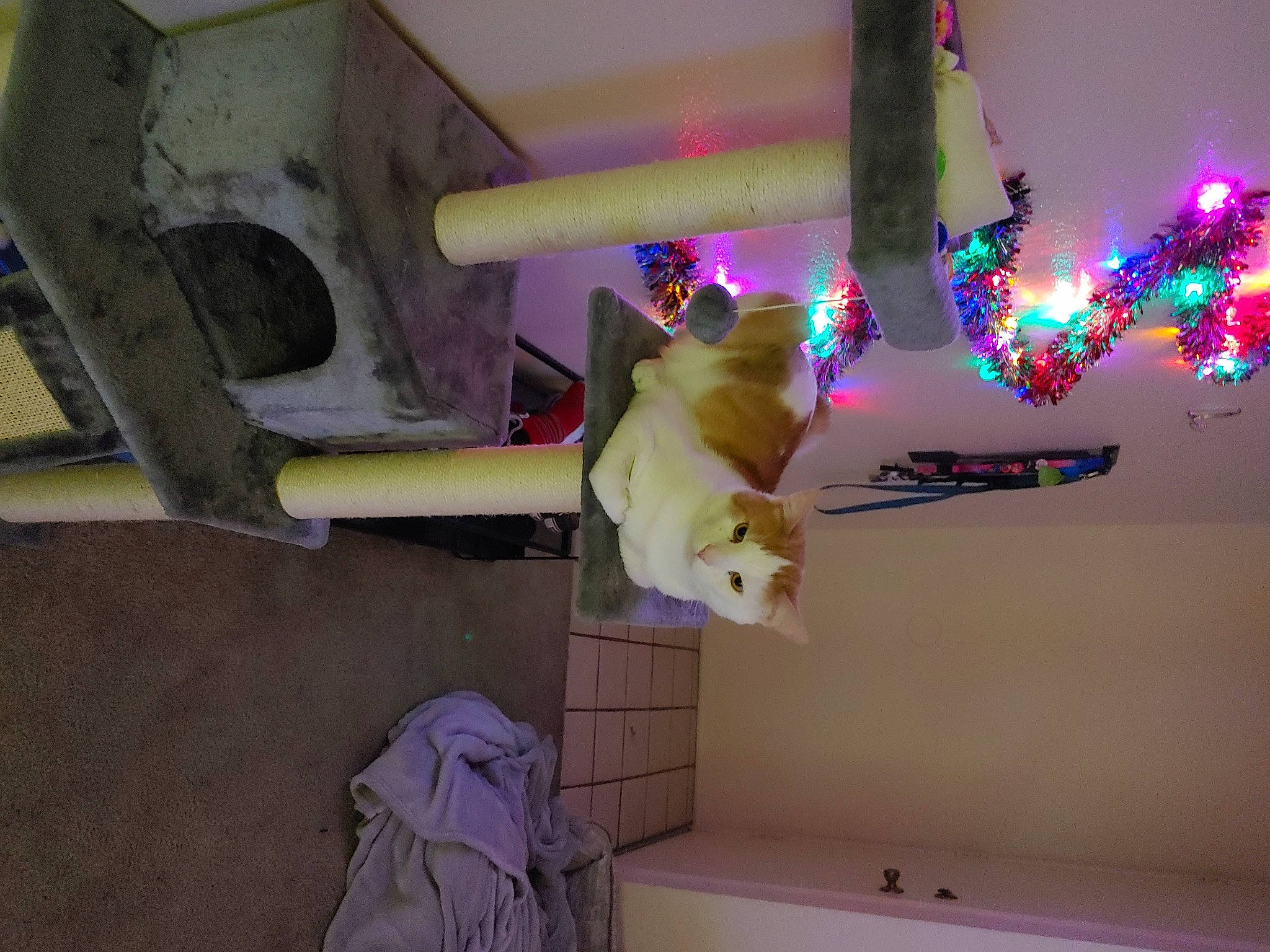 Jasper joined the competition — help win amazing prizes! felidae, luggage_and_bags, paint, purple, small_to_medium_sized_cats