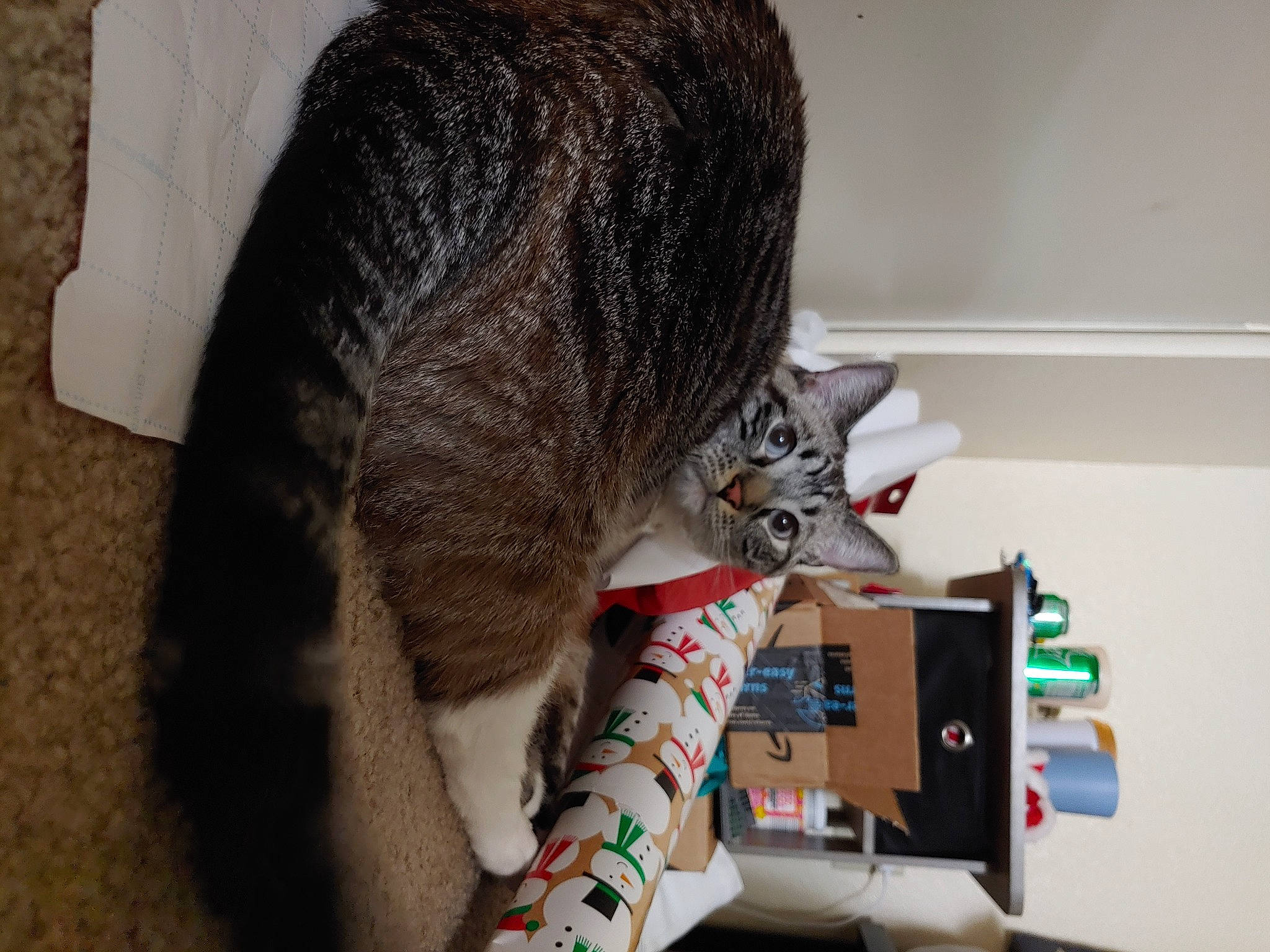 Milo is registered to the contest to win money with this photo: carnivore, cat, collar, domestic_short_haired_cat, felidae, fur, small_to_medium_sized_cats, snout, tabby_cat, tail, vertebrate, whiskers