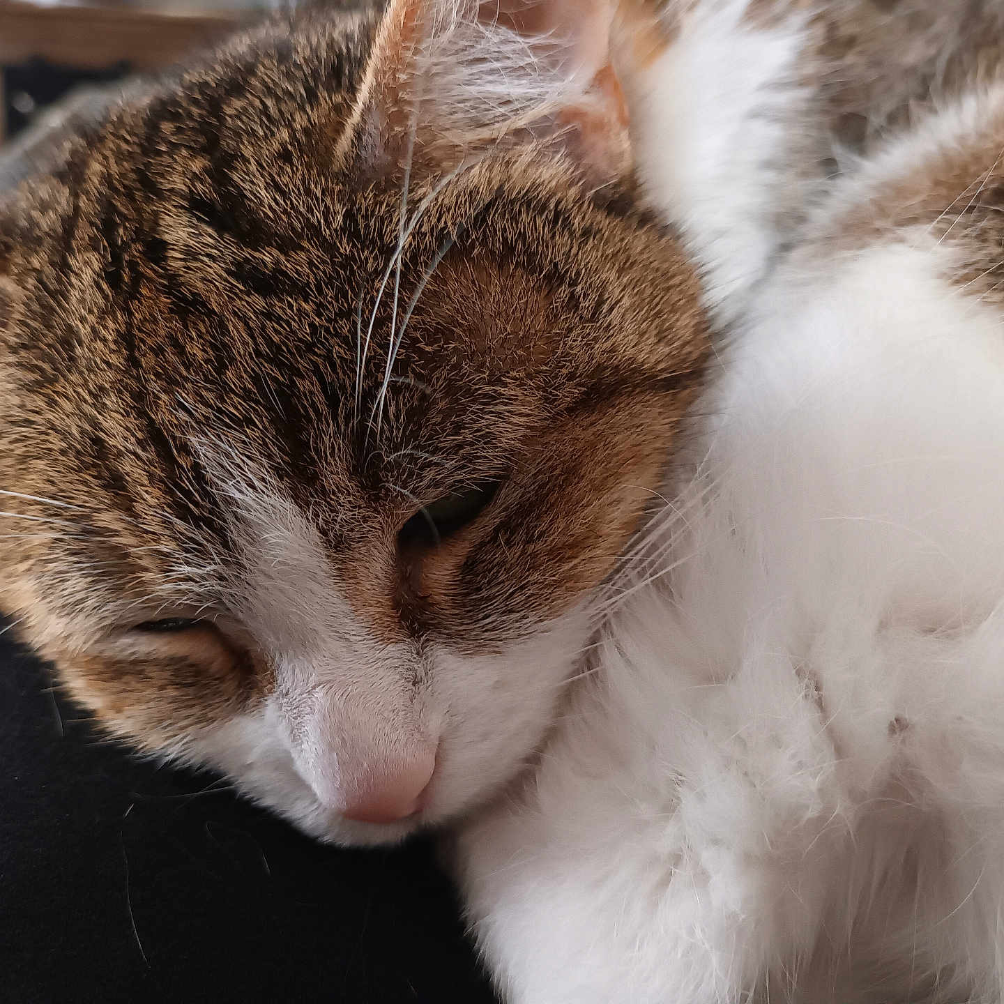 Clochette participe au concours pour gagner de l'argent avec cette photo : abyssinian, angora, animal, cat, couch, furniture, hardwood, kitten, manx, person, pet, siamese, sleeping, wood