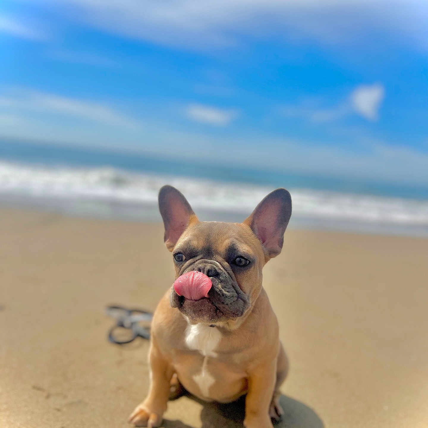 Nemesis is registered to the contest to win money with this photo: animal, beach, canine, clouds, cute, dog, french_bulldog, heart_shaped_cloud, leash, outdoor, pet, portrait, sand, sea, sitting, sky, summer, sunny, tongue_out, water