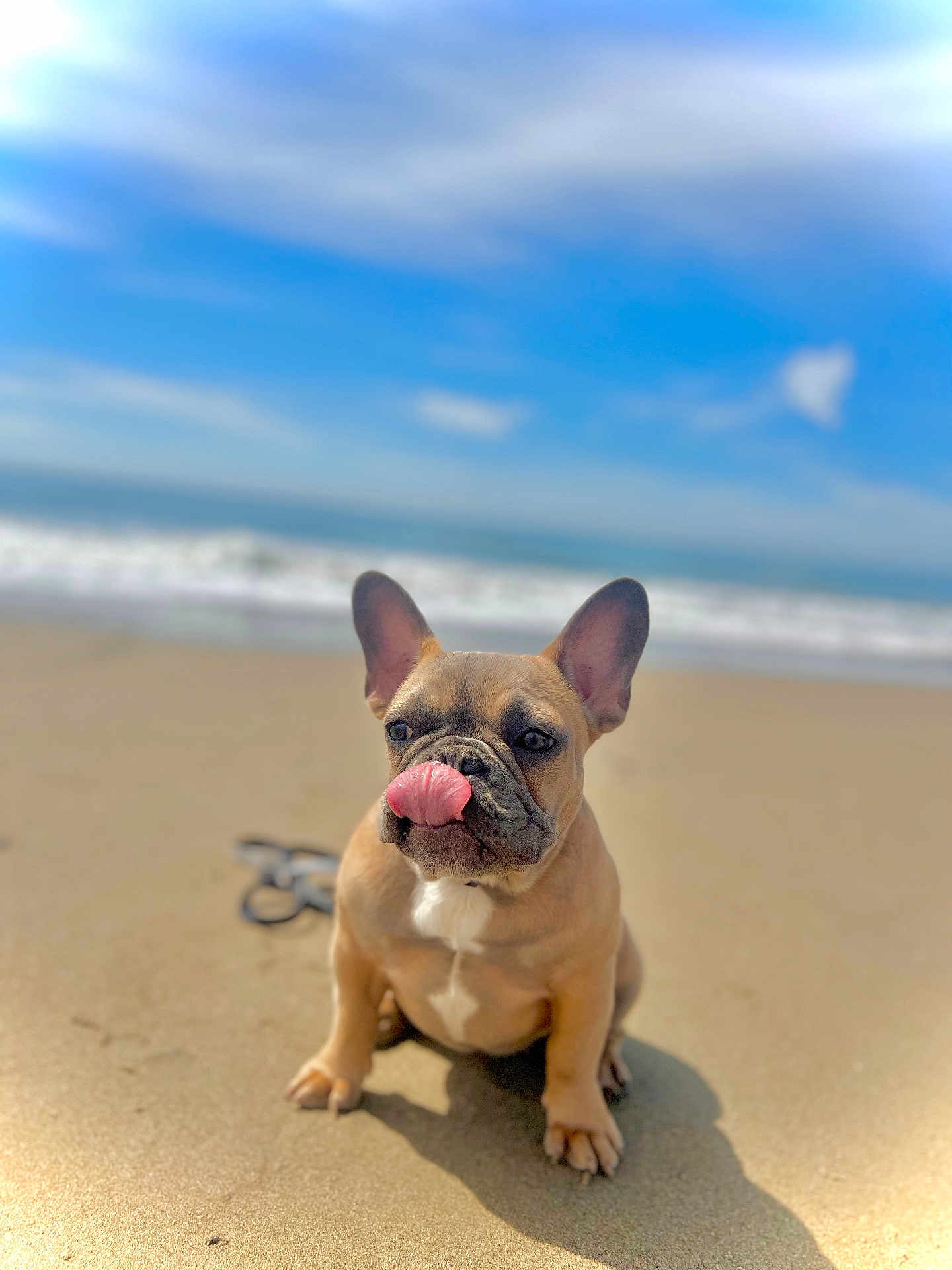 Nemesis is registered to the contest to win money with this photo: dog, french_bulldog, beach, sand, tongue_out, sunny, sky, clouds, heart_shaped_cloud, pet, animal, cute, outdoor, sea, water, leash, sitting, portrait, canine, summer