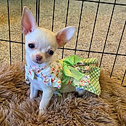 Nala is registered to the contest to win money with this photo: adorable, animal, chihuahua, cute, dog, ears, floral_dress, fur_rug, green_bow, indoor, looking_at_camera, mammal, pet, pet_clothing, portrait, puppy, small_dog, white_dog, wire_pen, young_dog