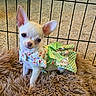 adorable, animal, chihuahua, cute, dog, ears, floral_dress, fur_rug, green_bow, indoor, looking_at_camera, mammal, pet, pet_clothing, portrait, puppy, small_dog, white_dog, wire_pen, young_dog